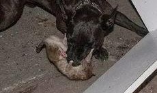 狗抓老鼠新闻爆料视频播放,罕见奇观引发网友热议，视频播放量飙升